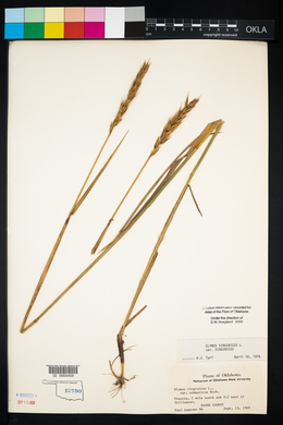 Elymus virginicus var. virginicus image