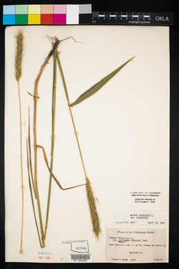 Elymus virginicus var. virginicus image