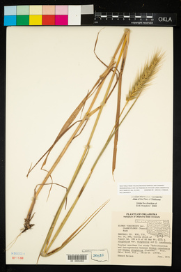 Elymus virginicus var. virginicus image