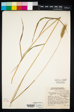 Elymus virginicus var. virginicus image