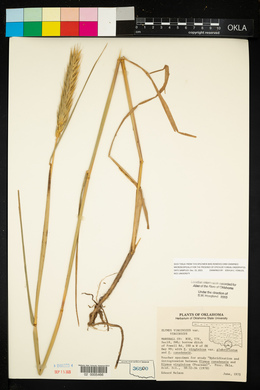 Elymus virginicus var. virginicus image