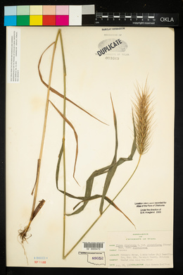 Elymus glabriflorus image