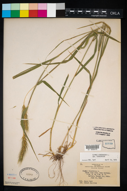 Elymus virginicus var. virginicus image