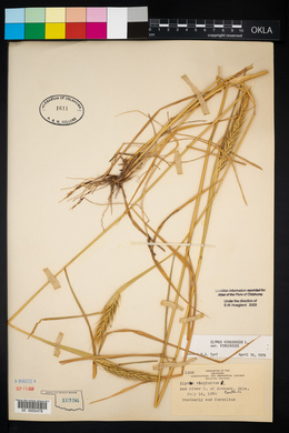 Elymus virginicus var. virginicus image