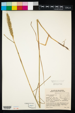 Elymus virginicus var. virginicus image