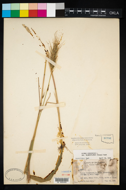 Elymus virginicus var. virginicus image