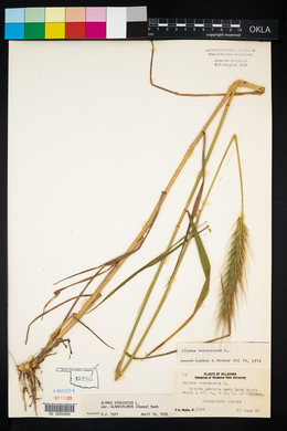 Elymus virginicus var. virginicus image