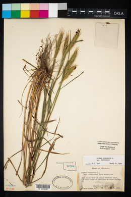 Elymus virginicus var. virginicus image