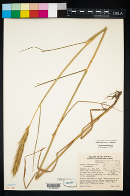 Elymus virginicus var. virginicus image