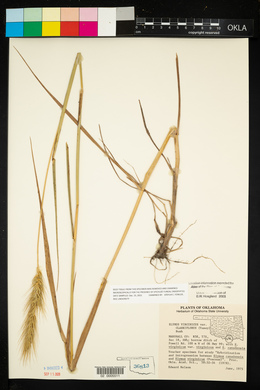 Elymus glabriflorus image