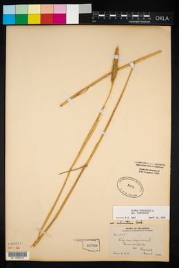 Elymus virginicus var. virginicus image