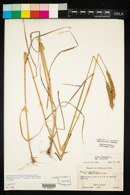 Elymus virginicus var. virginicus image