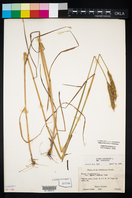 Elymus virginicus var. virginicus image