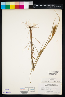 Elymus virginicus var. virginicus image