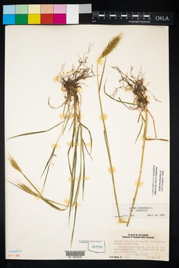 Elymus virginicus var. virginicus image