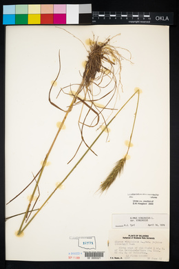 Elymus virginicus var. virginicus image