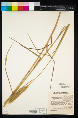 Elymus glabriflorus image