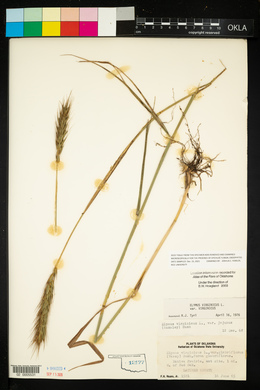 Elymus virginicus var. virginicus image