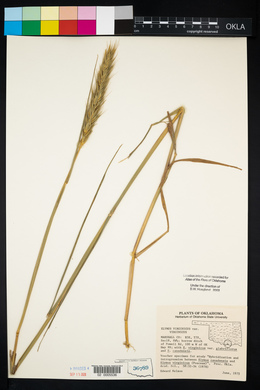 Elymus virginicus var. virginicus image