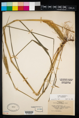 Elymus virginicus var. virginicus image