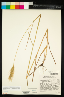 Elymus glabriflorus image