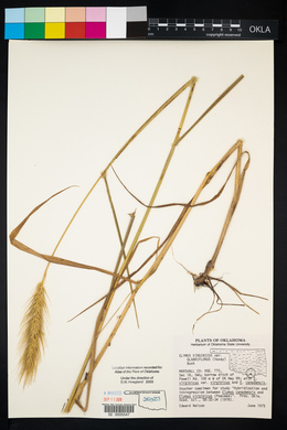 Elymus glabriflorus image