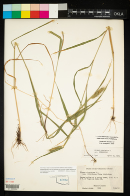 Elymus virginicus var. virginicus image