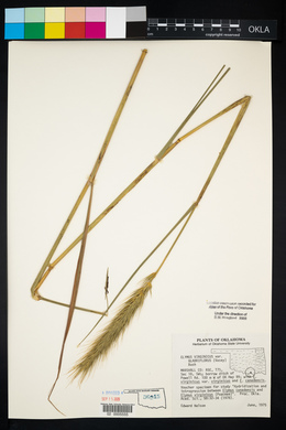 Elymus glabriflorus image