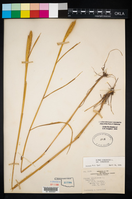 Elymus virginicus var. virginicus image