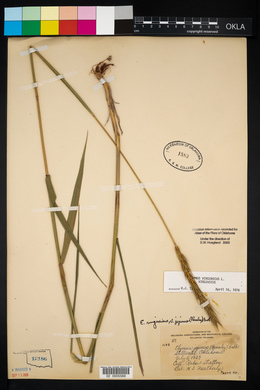 Elymus virginicus var. virginicus image