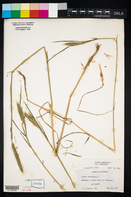 Elymus virginicus var. virginicus image