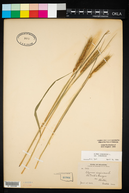 Elymus virginicus var. virginicus image