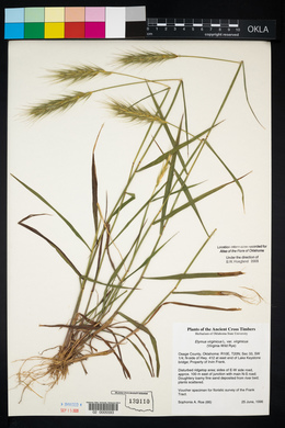 Elymus virginicus var. virginicus image