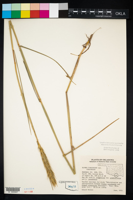 Elymus virginicus var. virginicus image