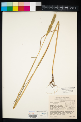 Elymus virginicus var. virginicus image