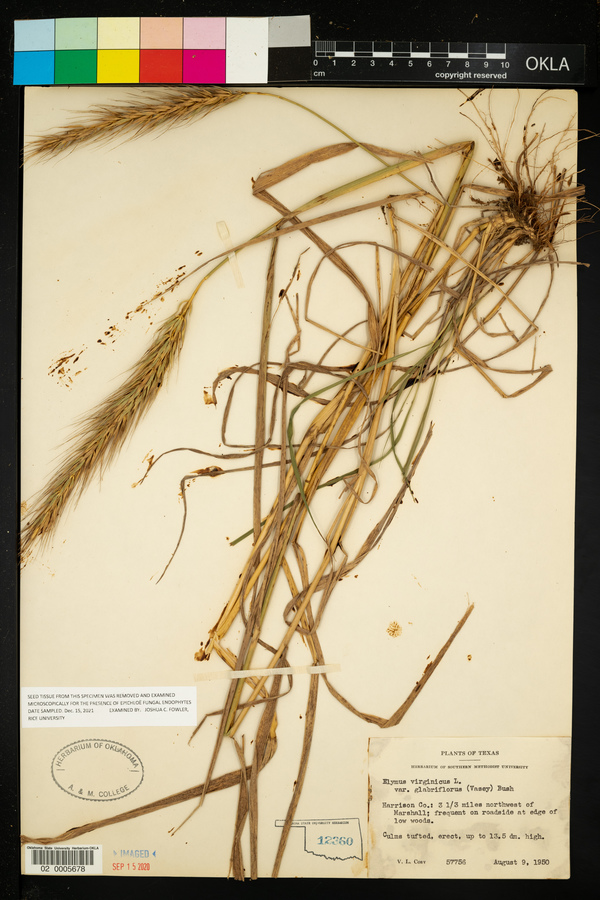 Elymus virginicus var. virginicus image