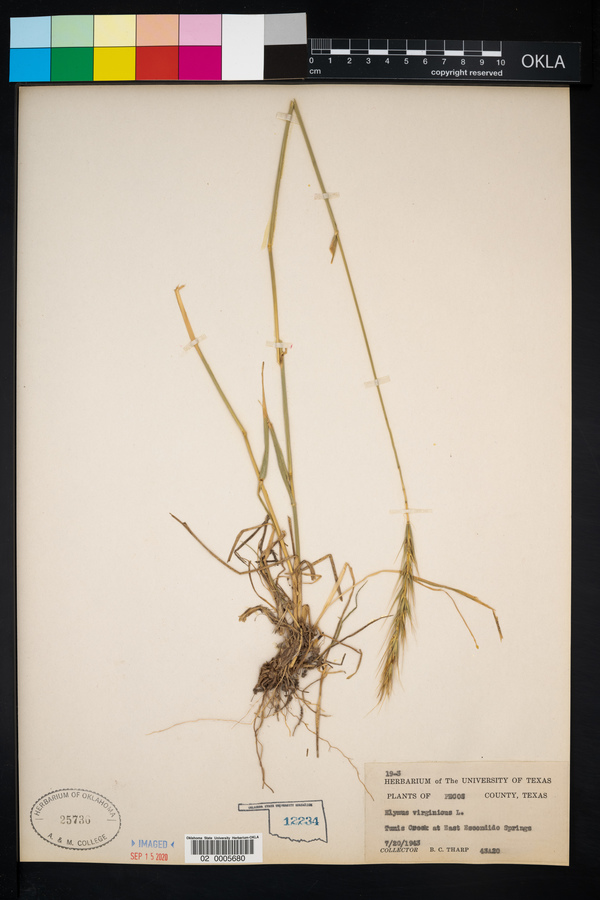 Elymus virginicus image