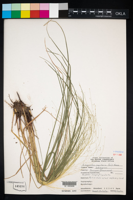 Eragrostis capillaris image