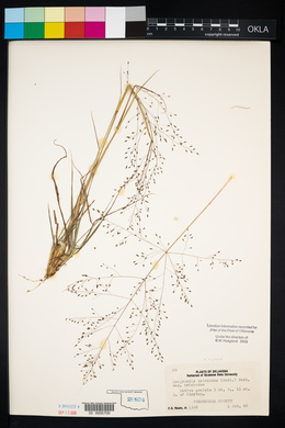 Eragrostis capillaris image