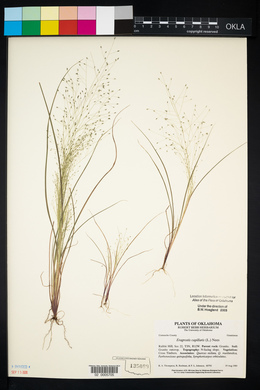 Eragrostis capillaris image