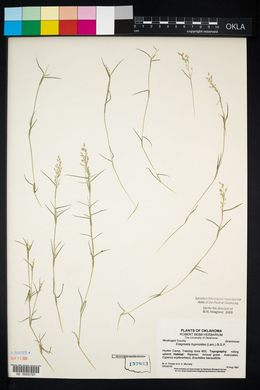 Eragrostis hypnoides image