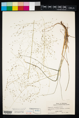 Eragrostis intermedia image