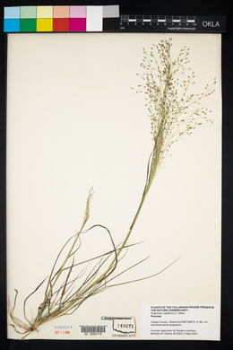 Eragrostis capillaris image