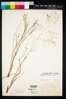 Eragrostis capillaris image