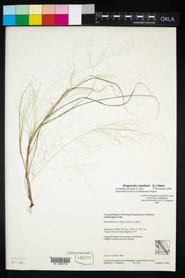 Eragrostis capillaris image