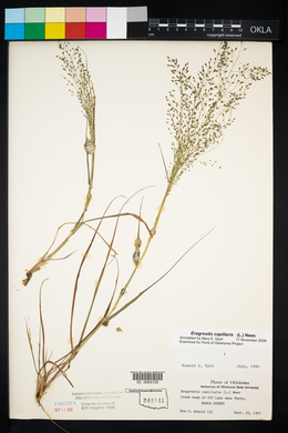 Eragrostis capillaris image