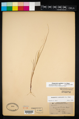 Eragrostis capillaris image