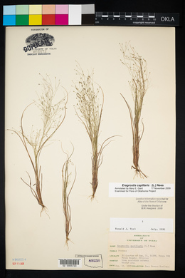 Eragrostis capillaris image