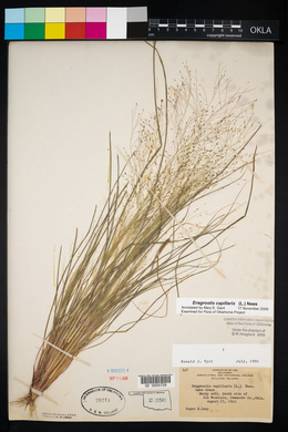 Eragrostis capillaris image