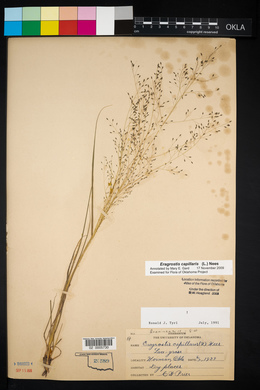 Eragrostis capillaris image